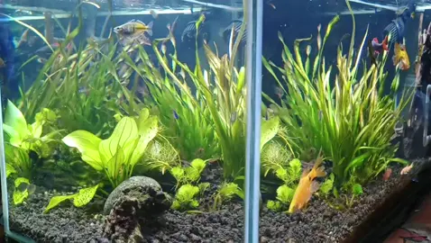#CapCut #medantiktok #2024 #aquatic #biotopeaquarium #aquariumhobby 