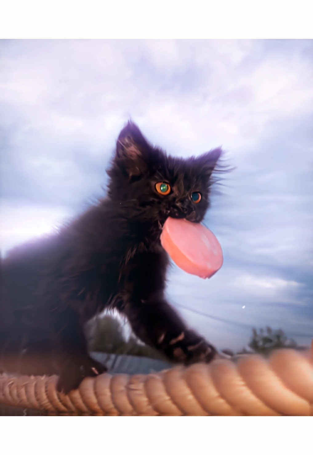 the cutest edit you'll see today || ib@Xuvsp #cat #catedit #catwalking #newtrend #ae