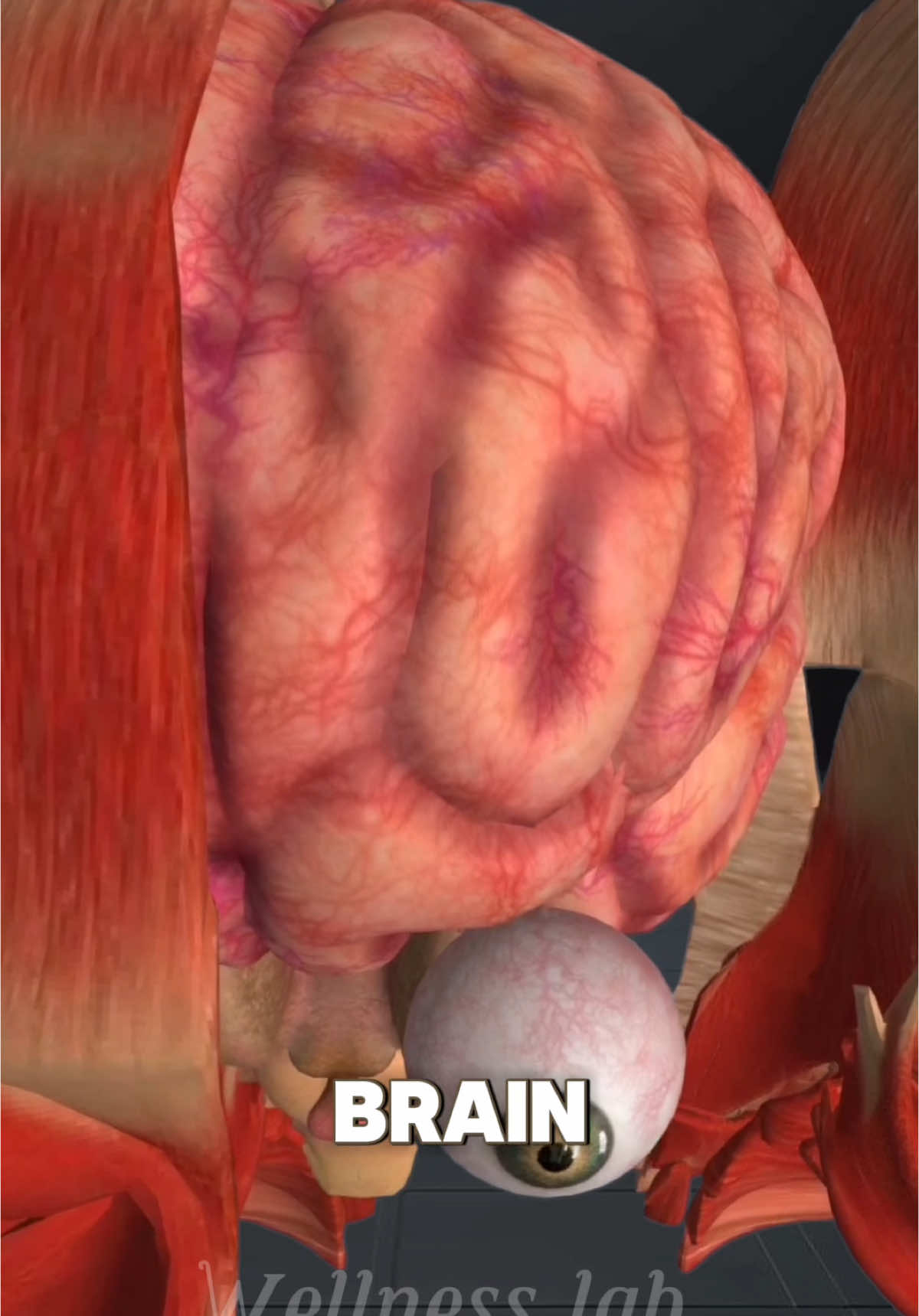 HEADACHE IS NOT WHAT YOU THINK IT IS VS WHAT DOES THE BLADDER DO? #bladder #headache #unitedstates #usa🇺🇸 #usa_tiktok #usatiktok 