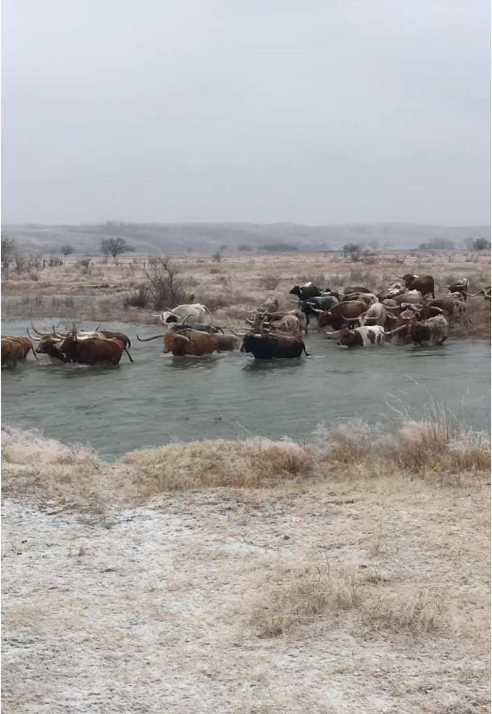 Merry Christmas! 🎄🎁 Enjoy your loved ones and cherish your time together! #longhorn #longhorns #westerntradition #western #westernlifestyle #ranchlife #ranch #oklahoma #fyp #fypシ 