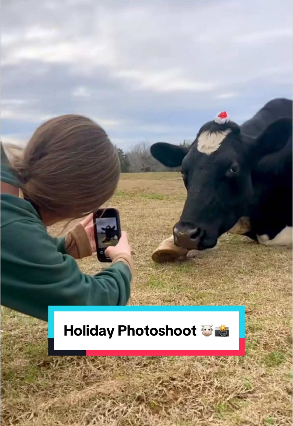 Throwback to the best holiday photoshoot ever—with cows at The Gentle Barn Tennessee! May your days be moo-y and bright ❤️ #cowtok #animalsanctuary #rescuecows #holidays #christmas #photoshoot #moo #holidayphotoshoot 