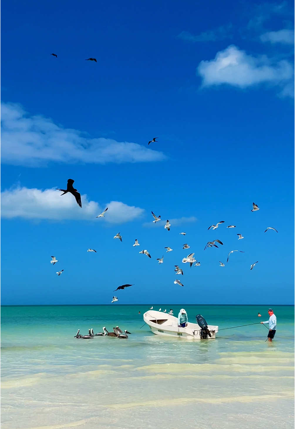 🏝️ Holbox Island 🪽🌊🇲🇽 #mexico #mexique #yucatan #holbox #islandvibes #birdslove #nature #sea #caribbean #caraibes #mexicocheck #plage #beachday #beautifuldestinations #bluewater #traveltiktok #voyage #frypgシ #fry 