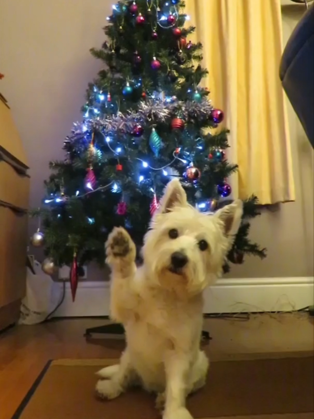 Merry Christmas from Angel Louby. I like to think she's celebrating in Heaven with all the other Angel dogs and animals today ☃️🤍 here's a montage of clips from the past few years with Louby during Christmas time. This Christmas is the first Christmas without her, but I know she's here in spirit xx