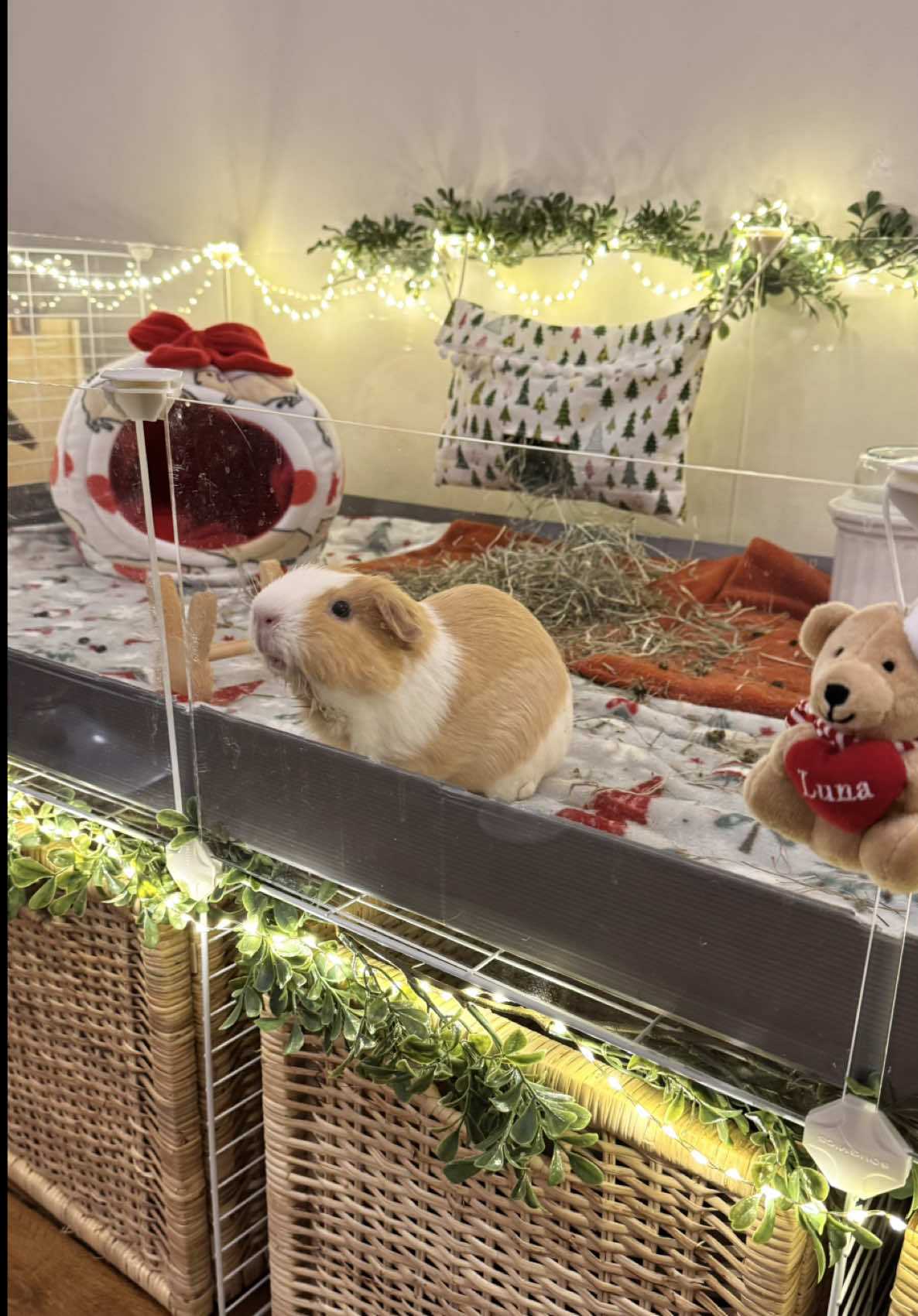 Clean with me for pigmas part II🧹🫧 #christmas #guineapigs #fyp #foryou #pigmas 