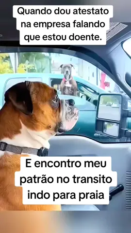 #dog #dogs #petlover #frederico #viralata #pets #cachorro #cachorrosdivertidos #cachorroengraçados #dogsoftiktok #PetsOfTikTok #creatorsearchinsights #doglover 