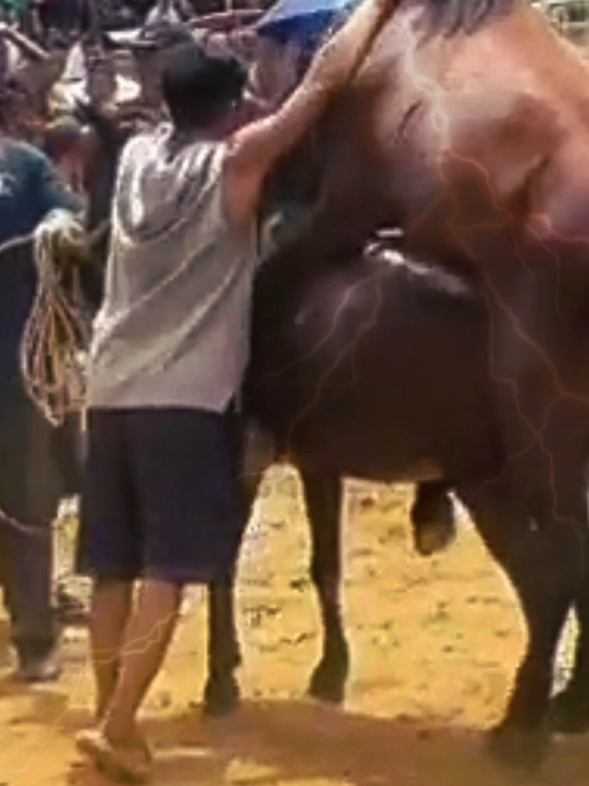 horse 🐎 Meeting.  #horse #horses #horsesoftiktok #horsesontiktok #horsemeeting #foryourpage #tiktokitalia #fyp #videography #animalsoftiktok #duet #subscribe #foryoupage #viralvideo #italy #usa🇺🇸 #videosnapchallenge #fypシ #fypシ゚viral #fypage 