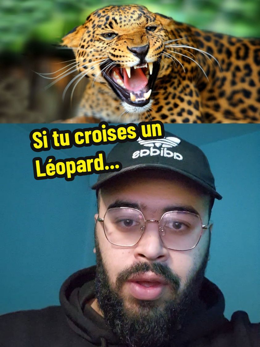 Si tu croises un léopard...🐅 #pourtoii #tiktok 