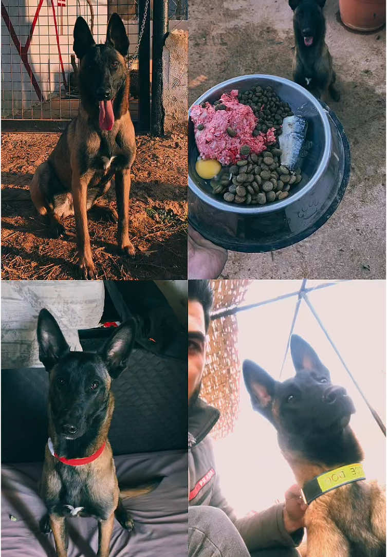 #malinois #souka #dogsoftiktok #dogshut_lebanon 