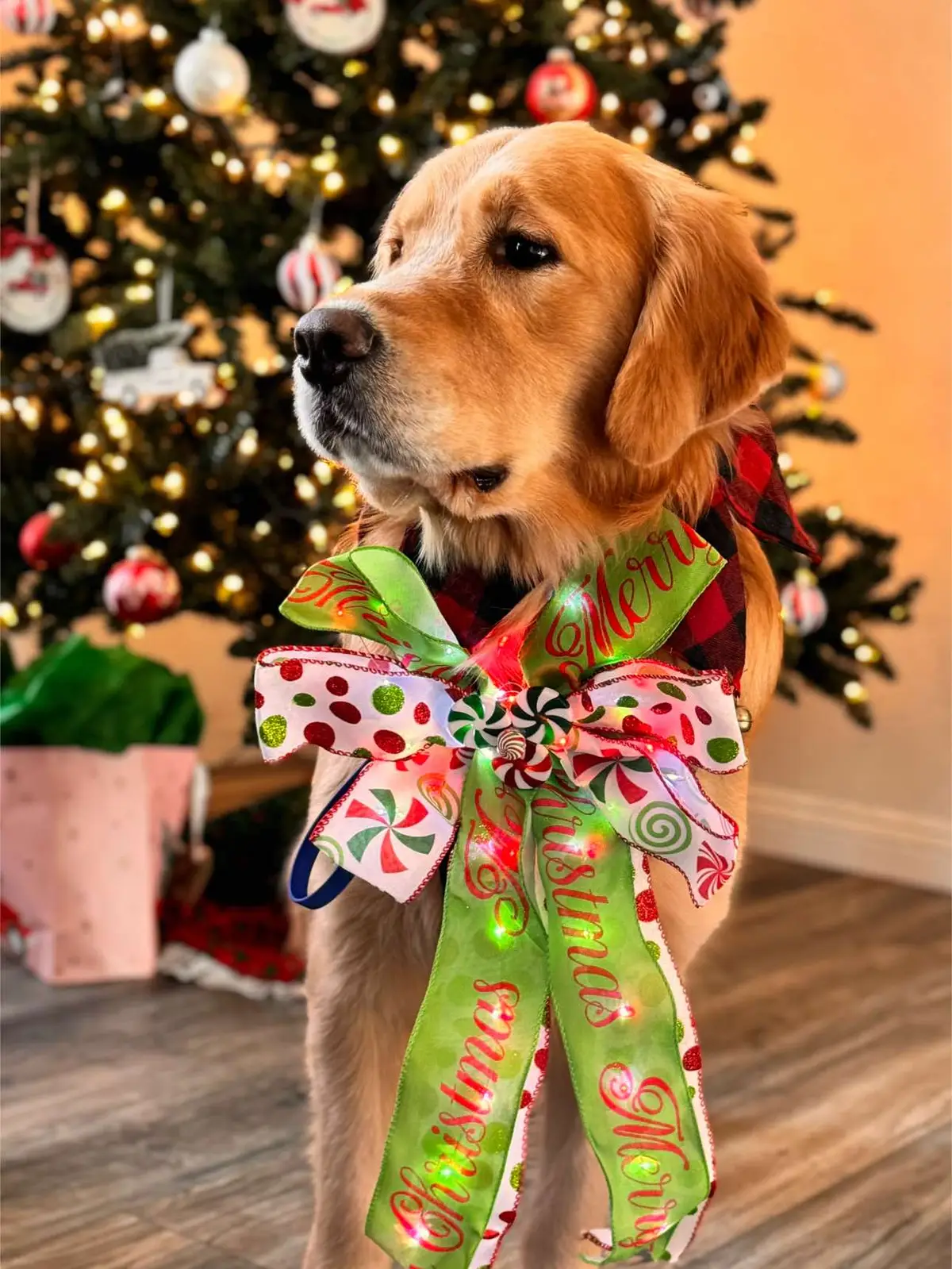 Merry Christmas and happy holidays to everyone from Vader ☺️ #happyholidays #merrychristmas #goldenretriver #2024 