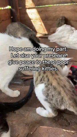 Kindly donate $1,95,$10,$50,$100,$2000,$5000 to buy a land and build a new shelter for our kittie thanks #sos #cats #helpcats #rescue #rescuecat #donate #dogs #Love #kittens#pets #typ#foryou #tiktok #foryou #foryiupage #tiktokuganda #tiktokkampala #ugtiktok #ugandatiktok #ugtiktok #viral #viralvideo #viraltiktok #ugtiktok #foryourpage #viral #viralvideo