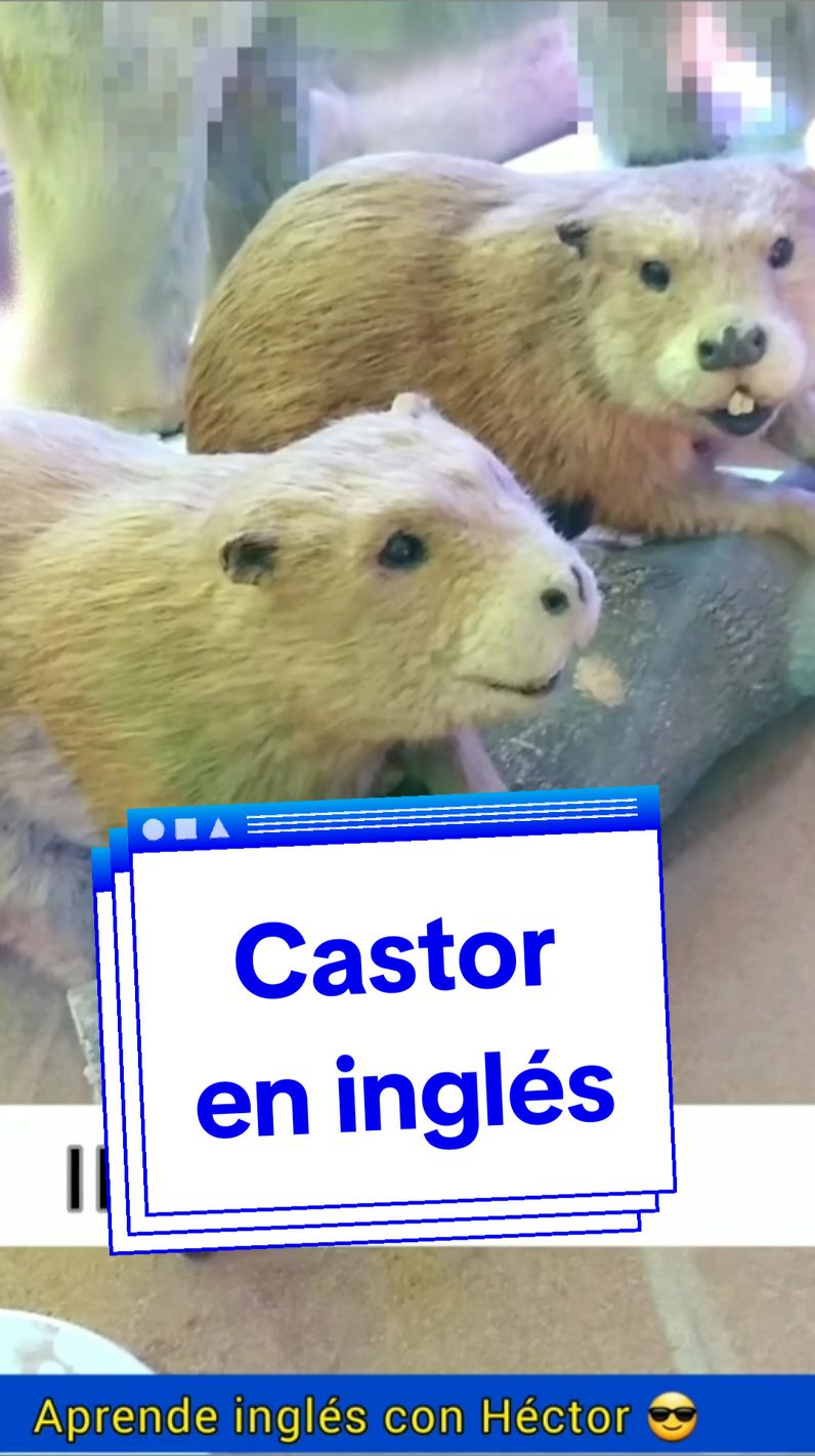 Castor en inglés.  #Recuerdos  #aprendeinglesconhector  #clasesdeinglesonline  #vocabulary 