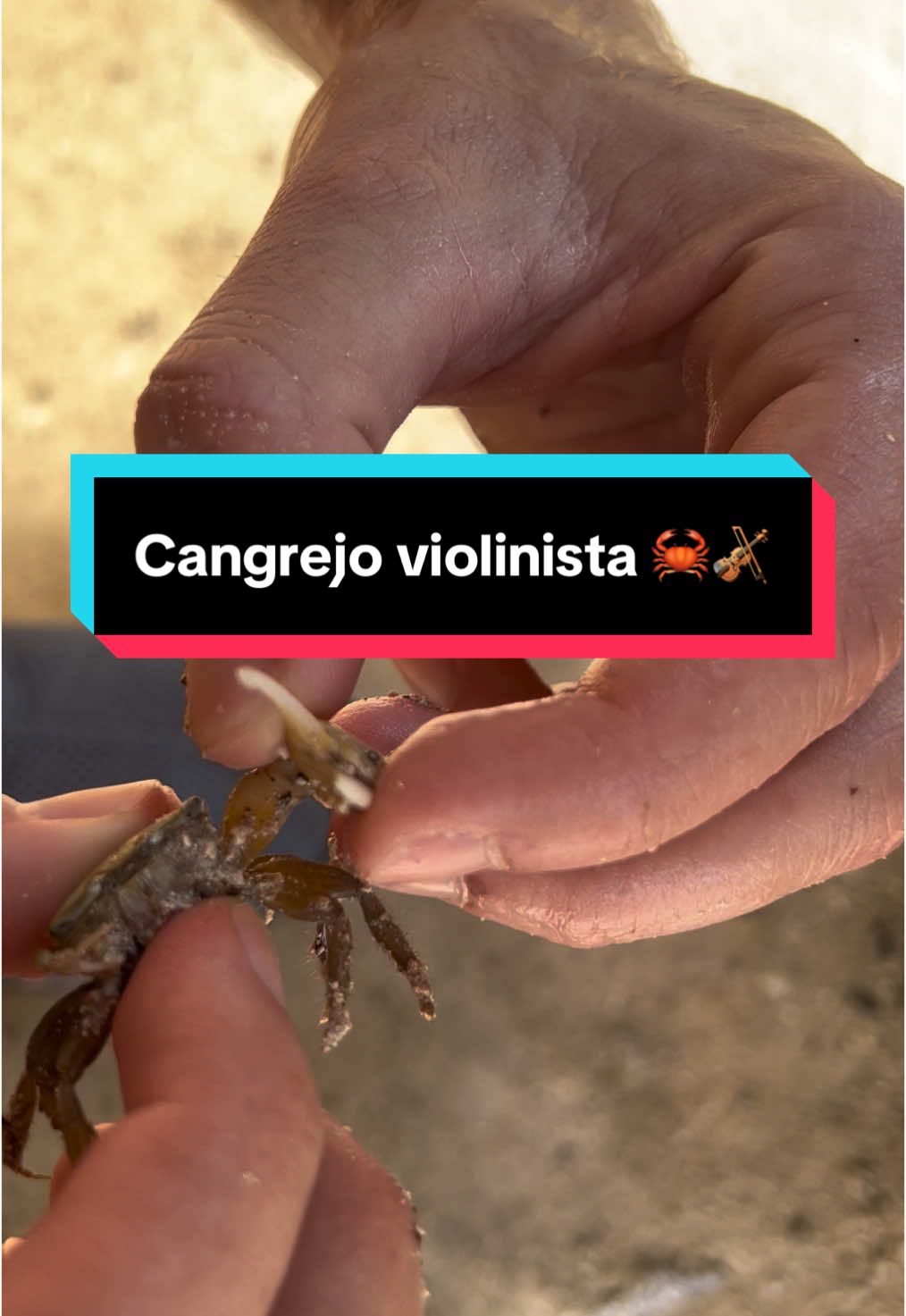 El cangrejo violinista 🦀🎻 #mar #animal #oceano #playa #cangrejo #naturaleza #curiosidades #parati 