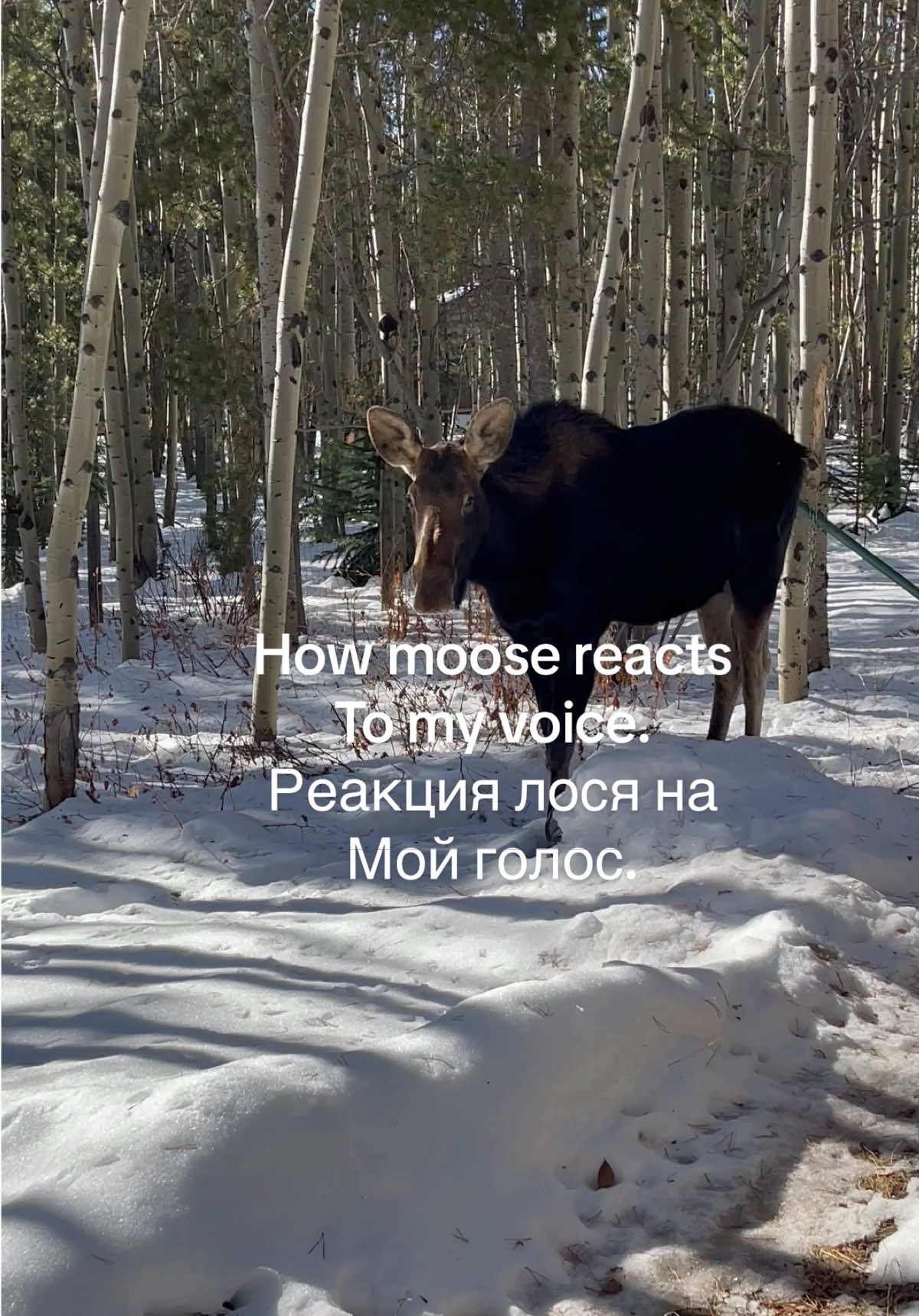 Как лось среагировал на мой голос. Moose’s reaction to my voice 🫎#moose #лось #colorado #колорадо 