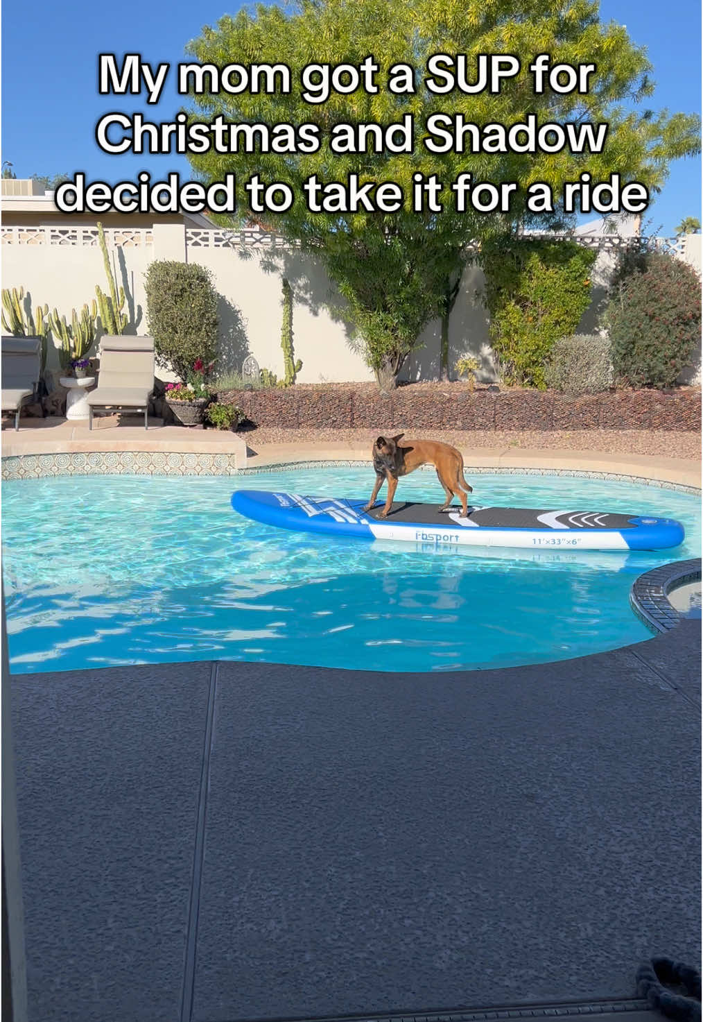 Shadow creates her own adventures #standuppaddleboard #belgianmalinois