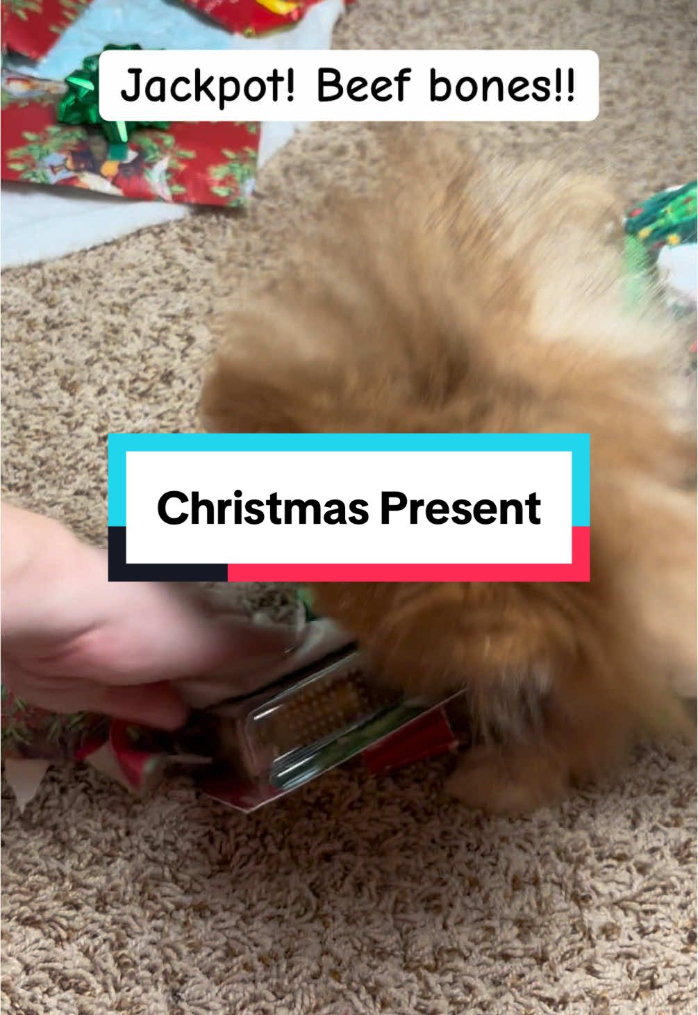 I picked a winner! #christmasdogs #dogsontiktok #pomeranianlove #pomeraniansoftiktok #pomeranians 