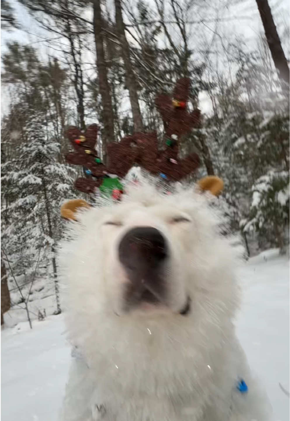 When it’s finally Christmas!!! #christmss #doggy #maine #snow 