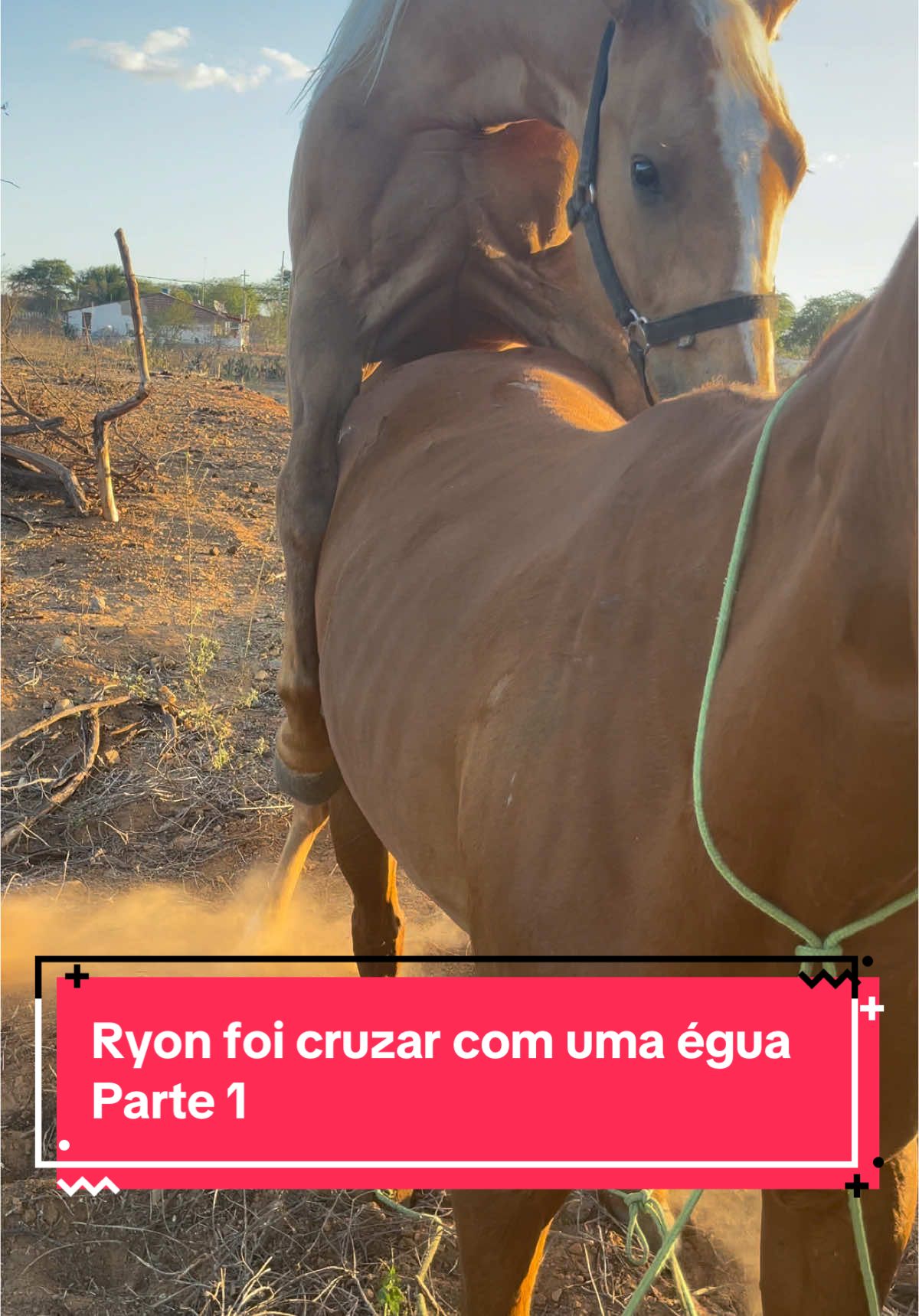 Parte 1/ Ryon indo cruzar com uma égua. #Deus #cavalo #egua #potro #garanhao #vaquejada #vaqueiro #ryoneternalyease 