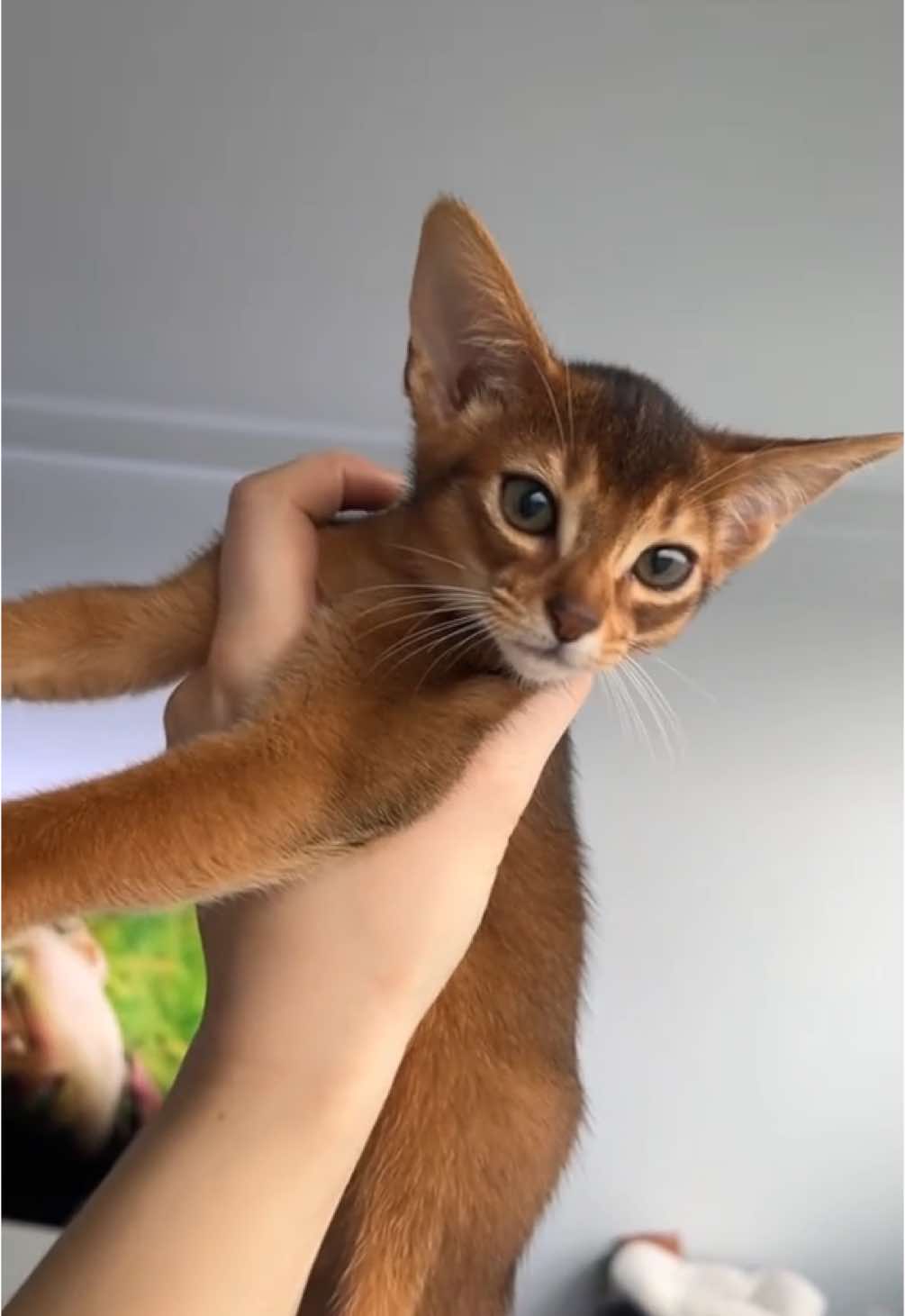 Mon plus beau cadeau de Noël 🎄✨🤎 Merry Christmas 🎅🏼😺 #christmas #baby #cutebaby #aby #abyssiniankitten #abyssinianlover #kittycat #pourtoi 