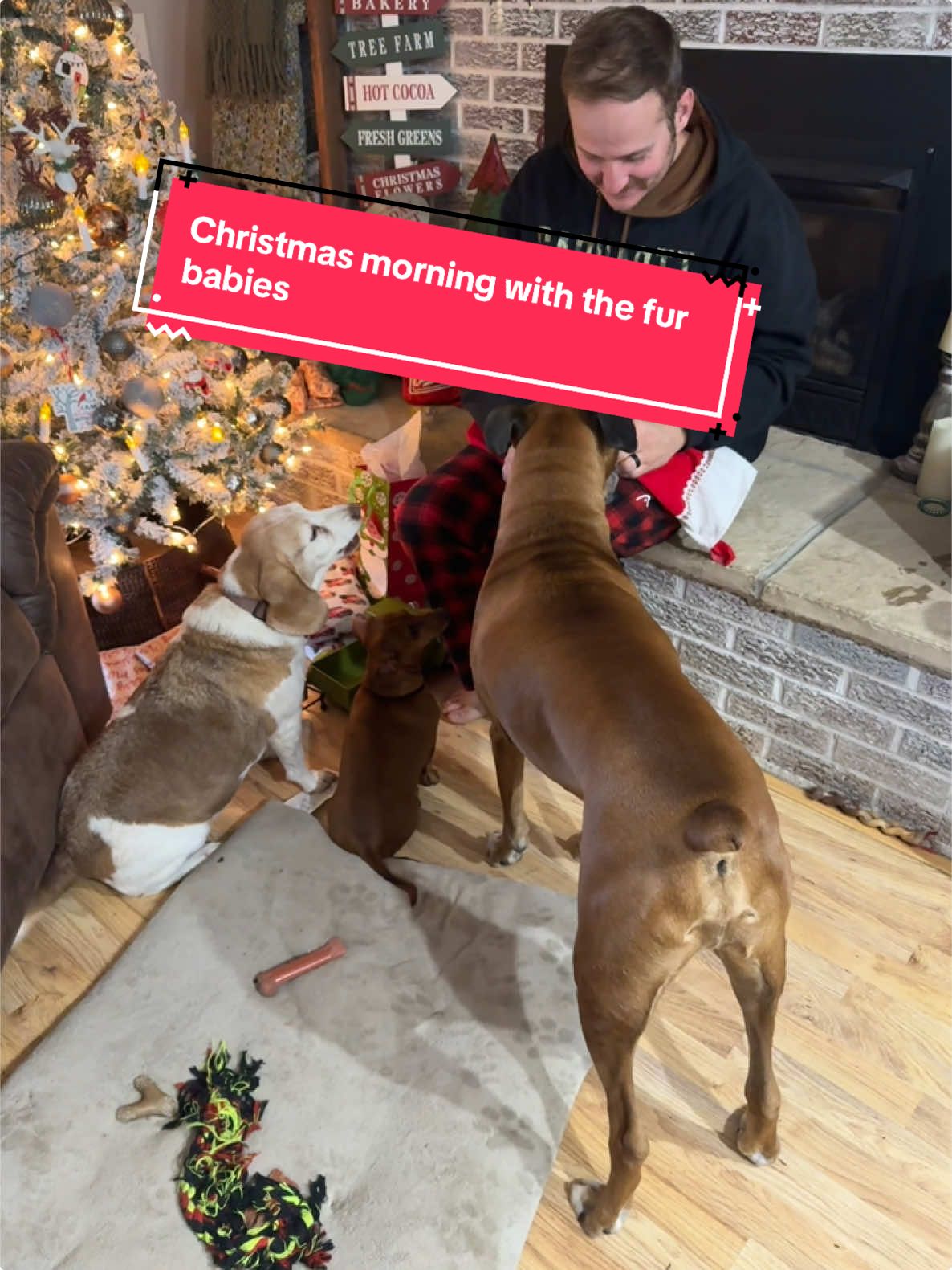 Professional present openers over here 😅 🎁 🎄 #dogsoftiktok #christmasdogs #dogpresentschristmas #christmas #dogsopeningpresents @Zach Haner 