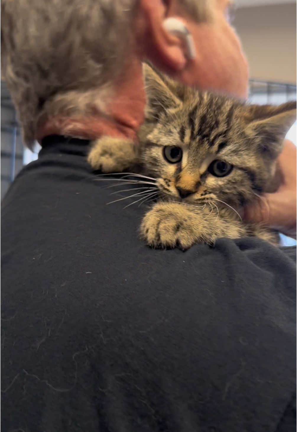 Weitzel the fence post kitten update. He’s doing great! Who wants to adopt this sweet boy? Location: Riverside, California @stefanie.lynn00 @Wesley @Maddie <3 @Loop #davidloop65 #fyp #cat #cattok #catsoftiktok #catmom #catdad #kitten #kittensoftiktok 