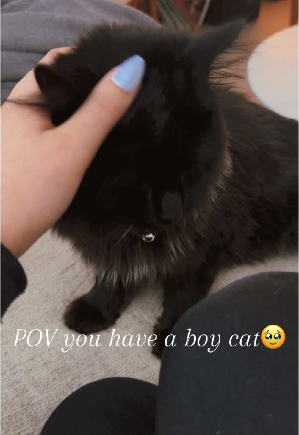 POV you have a boy cat🥹  #creatorsearchinsights #boycat #blackcats #cat #cute #kittensoftiktok #thegreatgatsby 