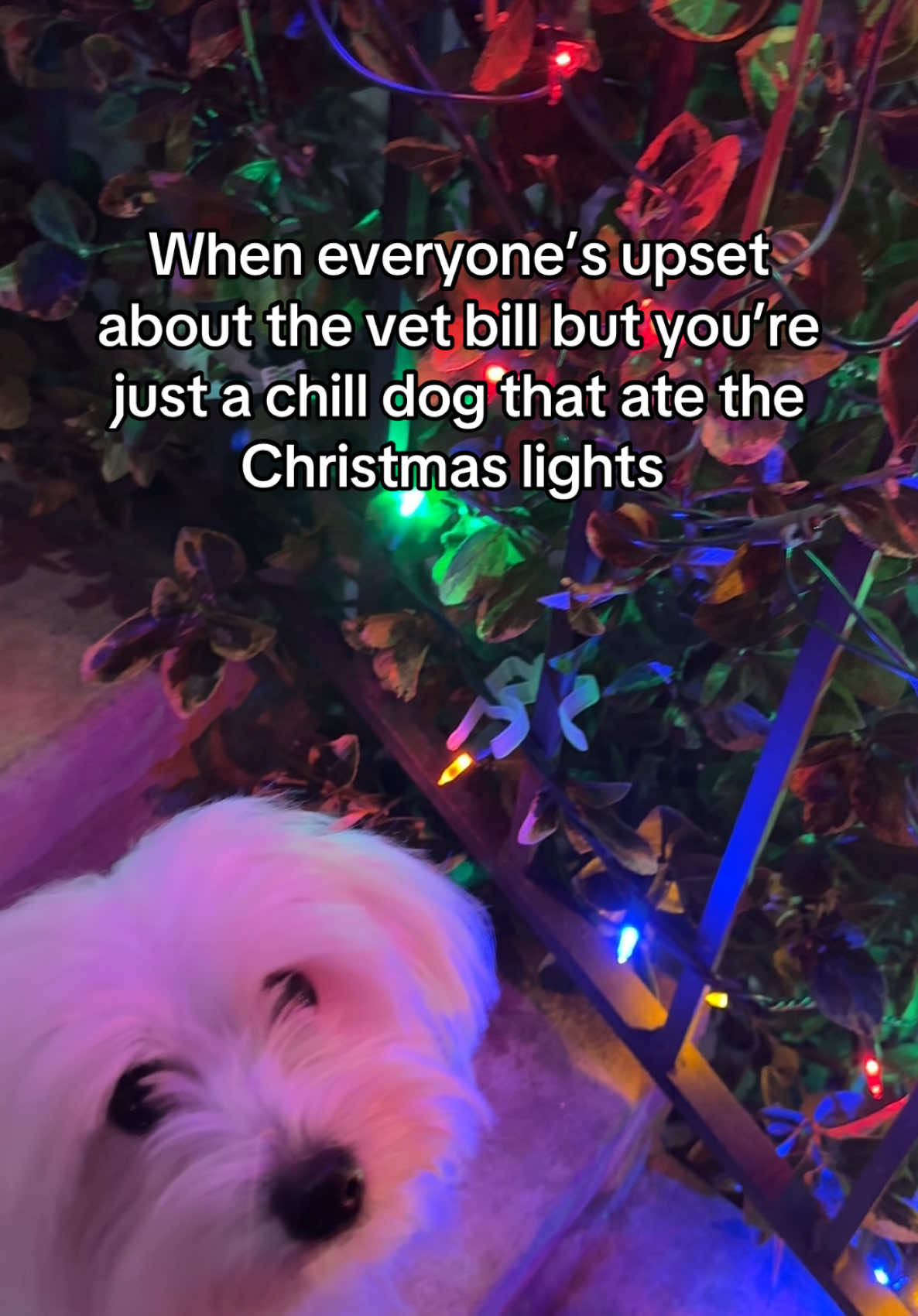 are we leaving chill guy in 2024 or no #cotondetulear #dogsoftiktok #cutedoglife 