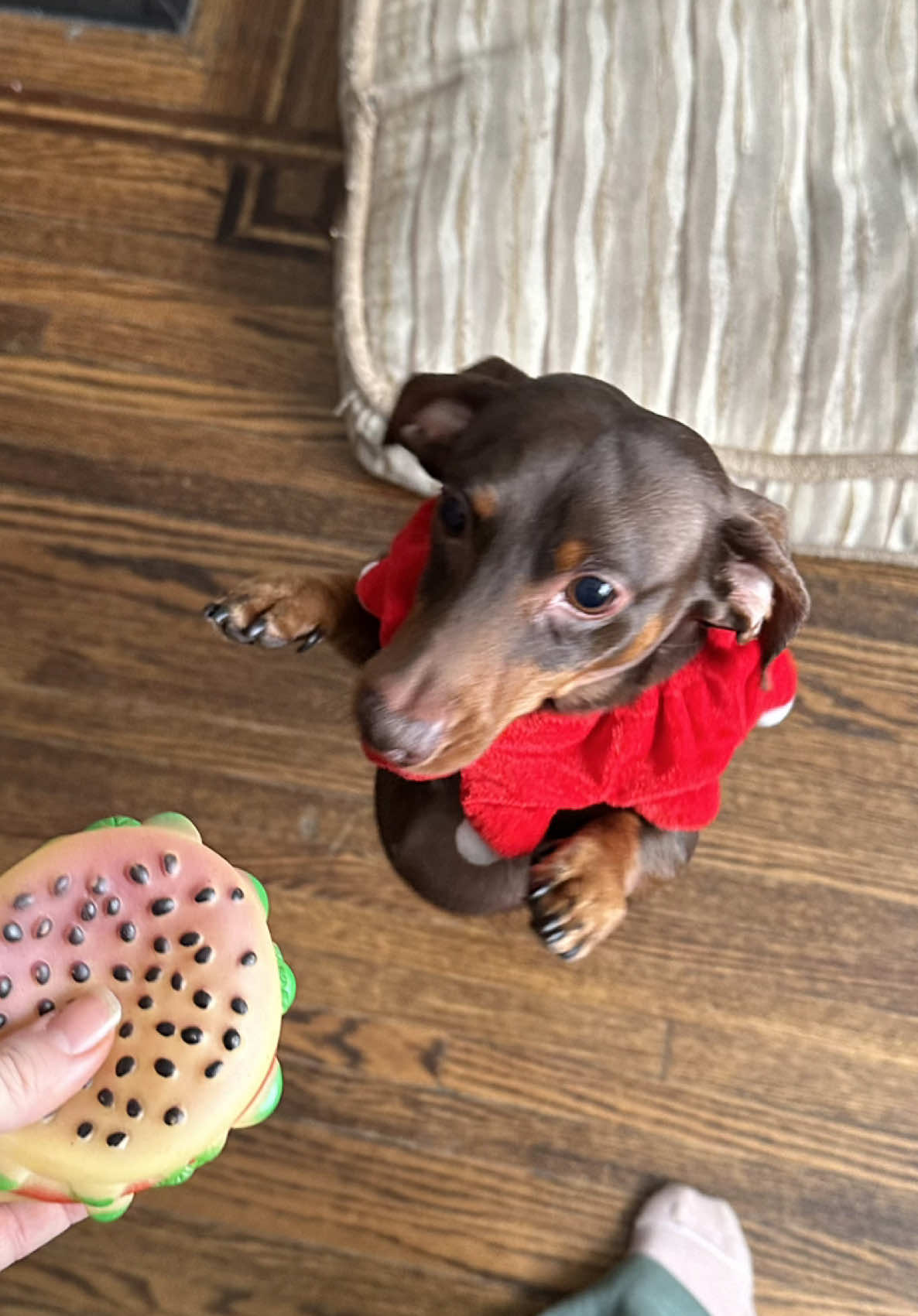 do you think he liked it??😆 @silvs  #minidachshund #dachshund #sausagedog #wienerdog dachshund puppy, cutest puppies, puppy noises, small puppy, crying puppies, miniature dachshund, puppy tantrum, cute small puppy, puppy phase, puppies routine, little puppies, pet gift ideas, cute dachshund videos, puppiesoftiktok, meet my pets, getting a puppy, puppy sounds, puppy routine, day in the life of a dog, puppy surprise, dogparents, this dog is tiny dog, having a dog, dachshund behaviour, sebbythesausage, Christmasgifts, cute dogs, what the dog doin, morning routine with the puppy, best puppy toys, puppy phase