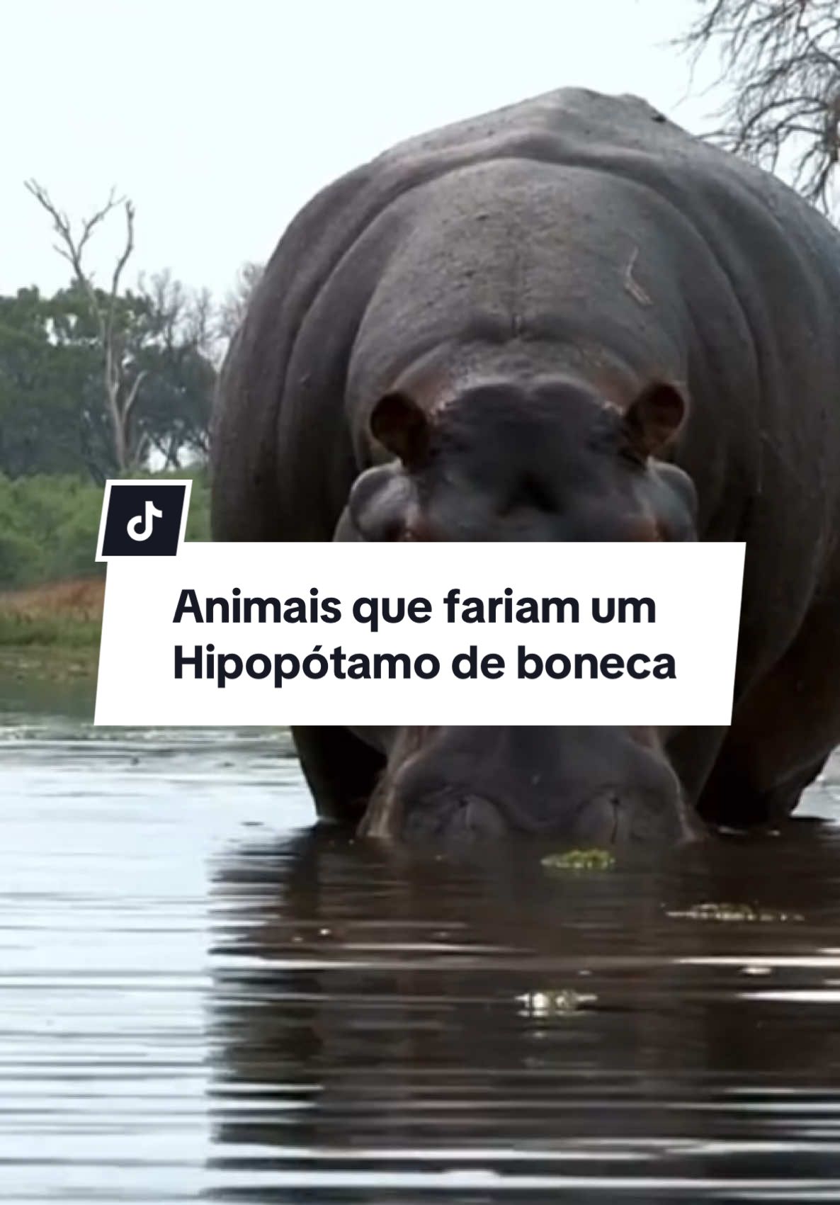 Animais que fariam um hipopótamo de boneca.  #animais #hipopotamo #curiosidades #naturaleza #animaisnotiktok 