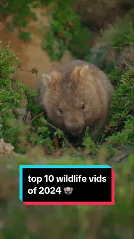 Here’s my 2024 wrapped (wildlife edition) 🐨 I filmed so many Australian animals this year that it was nearly impossible to narrow it down to a top 10 🦘 These are just my personal favourites, not based on views.  What would your top 10 be? Did I miss any of yours? 👀 #lyrebird #australiananimals #wildlife #birdphotography 