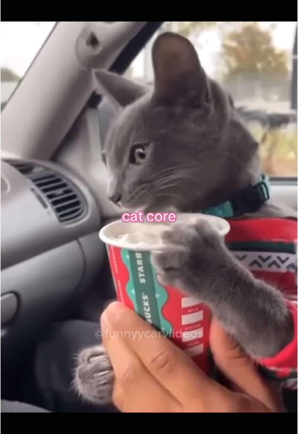 Christmas cat core ! Merry christmas >^^< #fyp #fypシ #catlover #cat #catsoftiktok #funnyvideo #funnytiktok #funnymoments #PetsOfTikTok #catcore #sillycats 