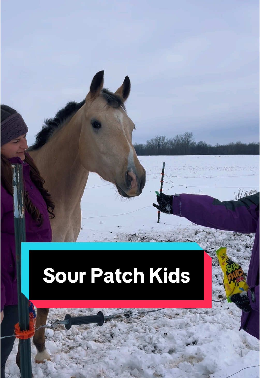 You can really see his Appaloosa markings here!  I had enough energy this afternoon to go outside. I pulled his blankie off and tail bags out so they could be washed. It was warm enough today that he didn’t need a blankie for a while.  #Taz #sourpatchkids #sour #sweet #candy #treat #michigan #buckskin #appaloosa 