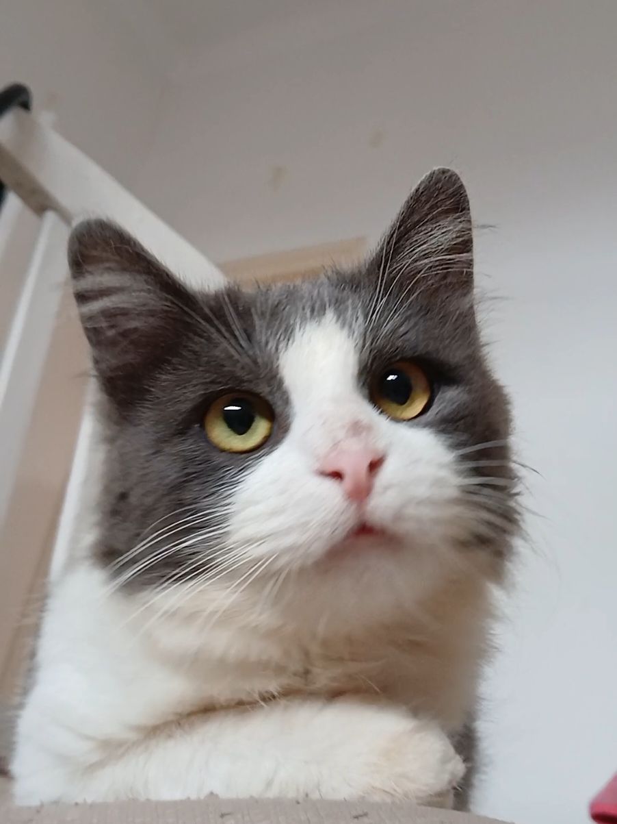 Grey is one of the proofs. that everything is possible,he was on the verge of dea*th and no one believed in. his recovery,thanks to God and to your. help guys,Grey is making it,and in 1month,he will finish his FIP treatment and be fully healthy 🩵 #rescuedog #dogsoftiktok #pittiesoftiktok #fatdog 