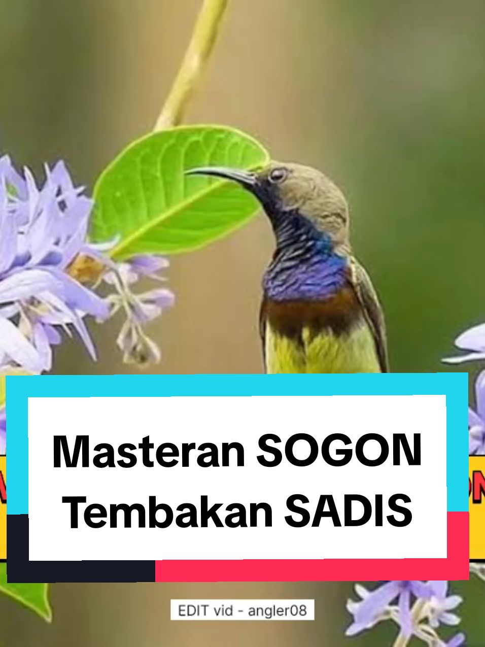 masteran sogon tembakan sadis #masteransogon #pancingansogon #terapisogon #sogonfullmateri #sogonjuara #pancingansogonemosi #burungsogon #sogon #sogonmania #sogonmaniaindonesia #sogonisianistimewa #masteransogonjuara #sogonnembak #masteranburung #masteranrolltembak #masteranburungjuara #masteranmuraibatu #masterancucakijo #masteransogon #masterankonin #masterankacer #masteranburungmaterimewah #masteranburungfullmateri #masteranburungfulltembakan #kicaumania #fyp #masteranfullmateri  #masterancendet #masteranpleci #masterantengkekbuto #masterankenari #masterankenarirusia #masterancigun #masteransikatanlondo #masterantembakankasar  #masterancililin #burungmasteran 