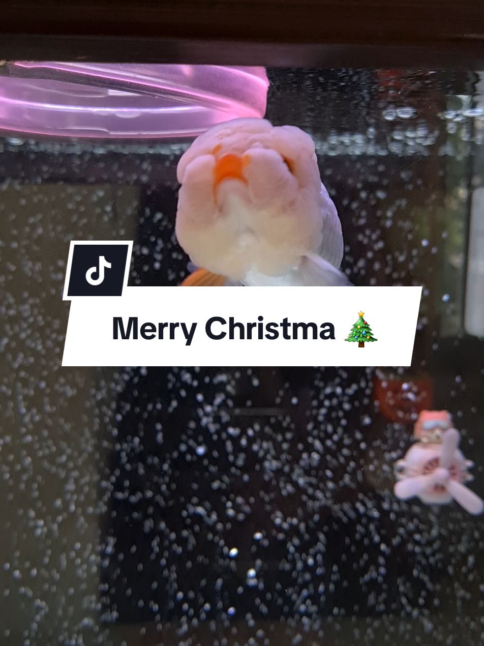 หรือจริงๆหนูแงวปลอมตัวมา 😂😂 Merry Christmas ยั้งหลอนนะค๊า🎄 #ปลาทอง #goldfish #lionchu #เจลลี่ #ไข่มุกเมโล #merrychristmas #merryxmas #ปลาทองน่ารัก #สัตว์โลกน่ารัก #สัตว์เลี้ยงtiktok  @Evez Kingyo 🐳 