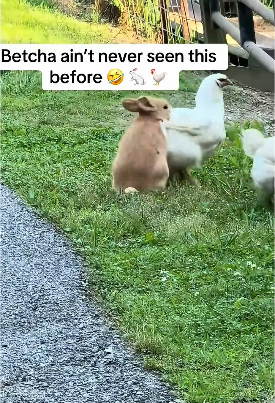 Funny rabbit🤣🤣#funnytiktok #rabbits #funny #fouryou #fyppppppppppppppppppppppp #rabbit 