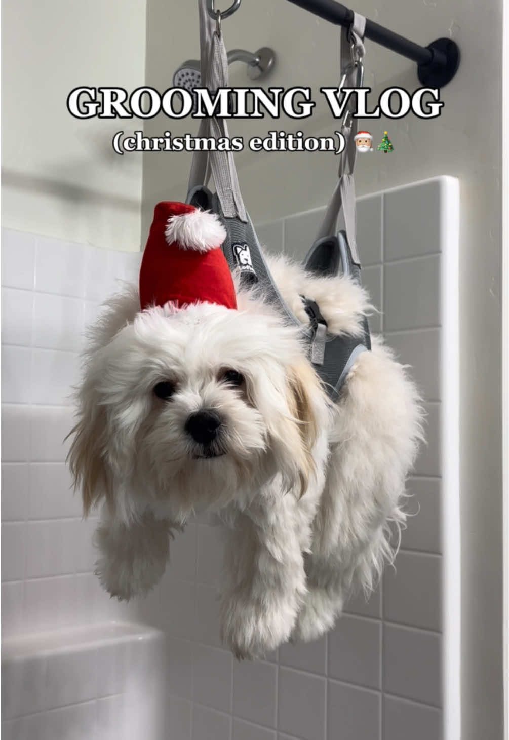 Milo’s Christmas themed grooming vlog ft. @Vetericyn grooming products. #VetericynPartner The foaming shampoo and conditioner in one has me even more obsessed with smelling him now. Check out their grooming collection on Amazon! (link in bio)