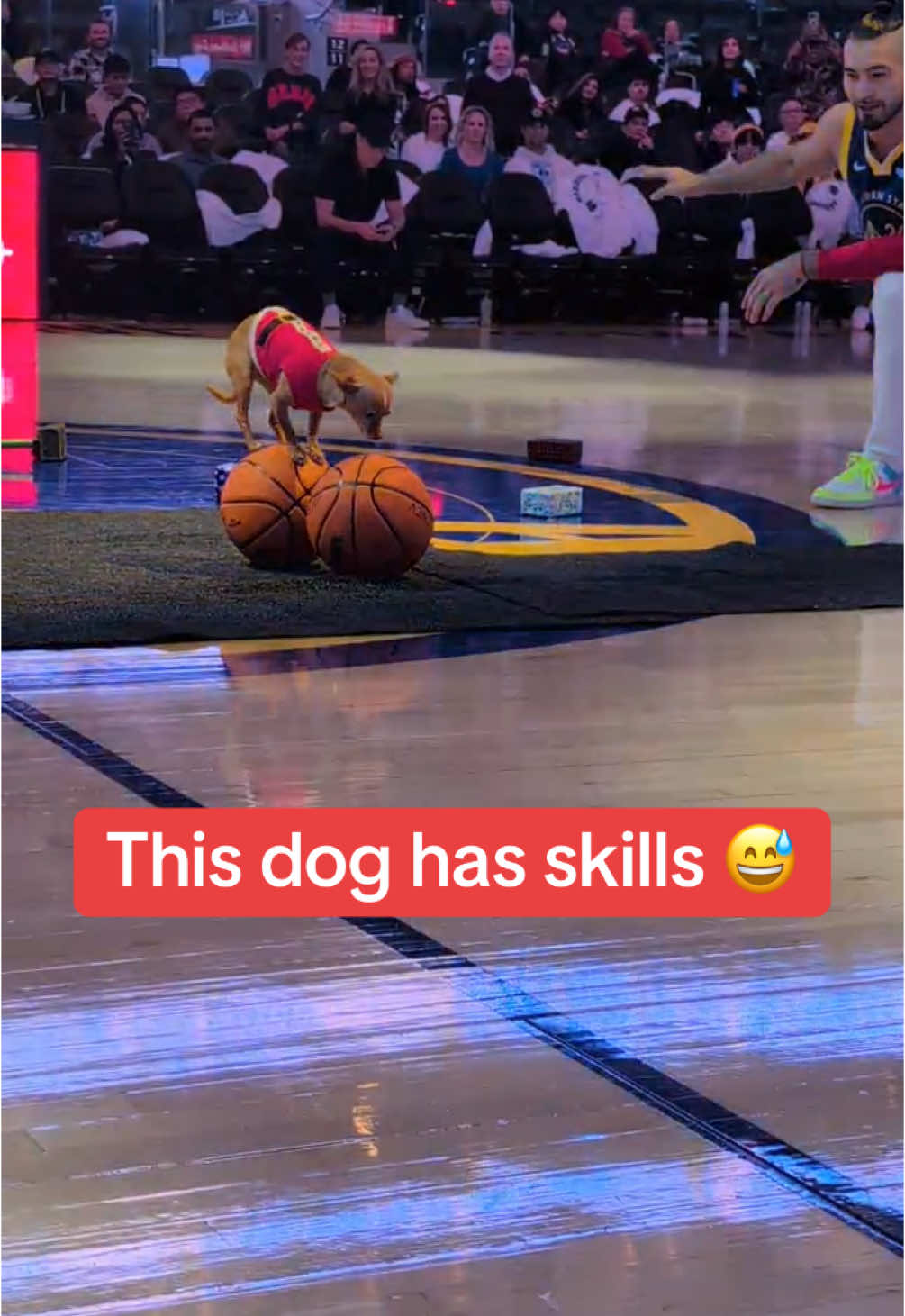 #dog #NBA #warriors #basketball 