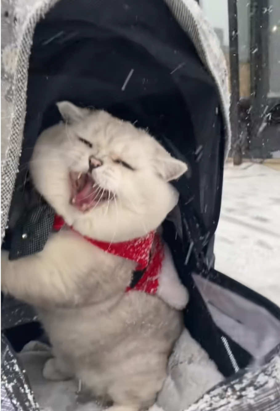 A grumpy kitten.#cat #funny #funnyvide #catsoftiktok #happy 