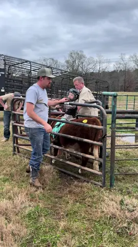 Little bull riding on Christmas to break in all your Christmas presents! #cowboy #bullriding #minicow #christmas #farmlife #fyp #family #foryoupageofficiall #cowsoftiktok #texas 