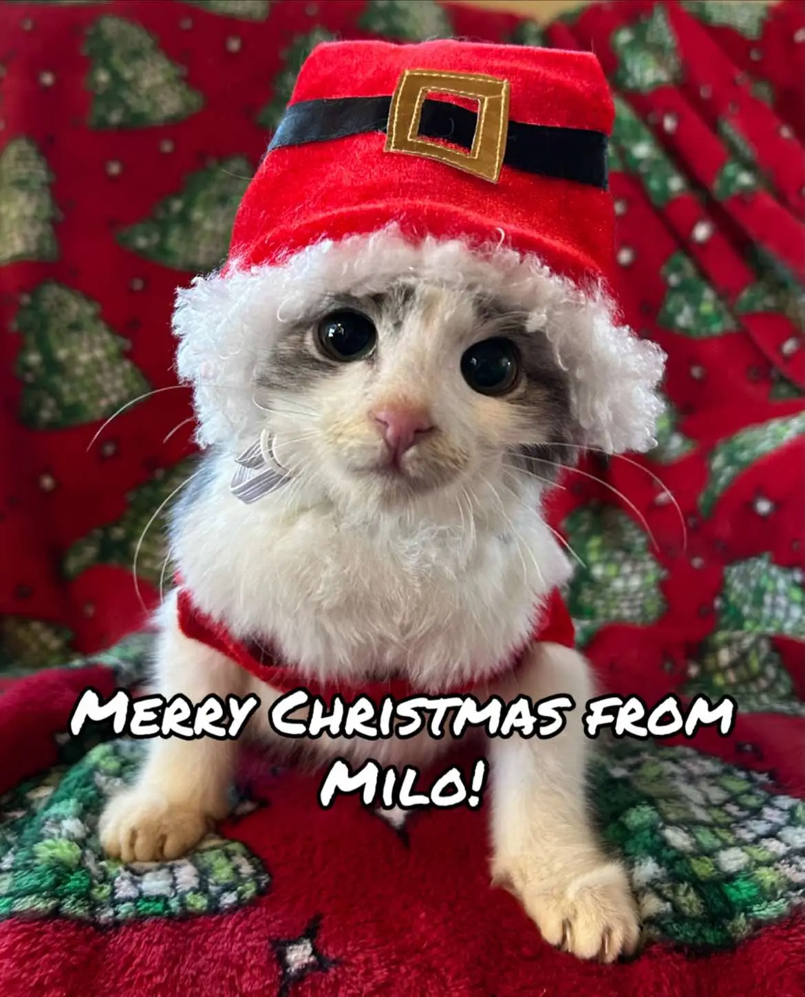 Merry Christmas from some of our rescue kitties to you! #catrescue #cat #kitten #catrescuer #merrychristmas #cats #kittens 