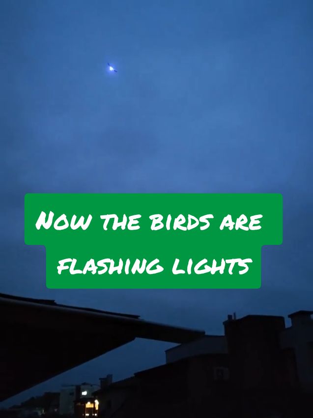 Now the #birds are flashing lights #uap #UAPSightings #drones #dronesightings #dronesnj #orb 