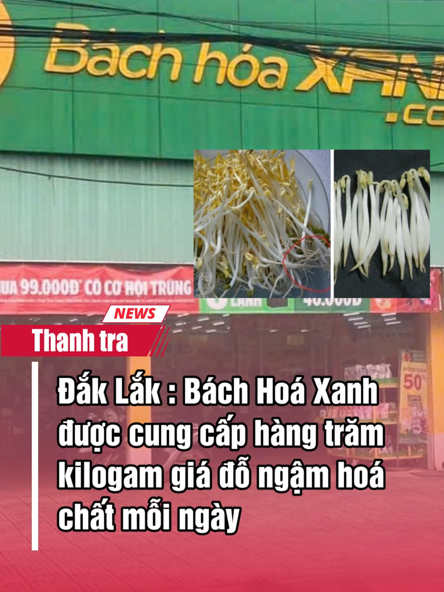 Đắk Lắk : Bách Hoá Xanh được cung cấp hàng trăm kilogam giá đỗ ngậm hoá chất mỗi ngày #baothanhtra #bachhoaxanh #daklak #giadongamhoachat #antoanvesinhthucpham