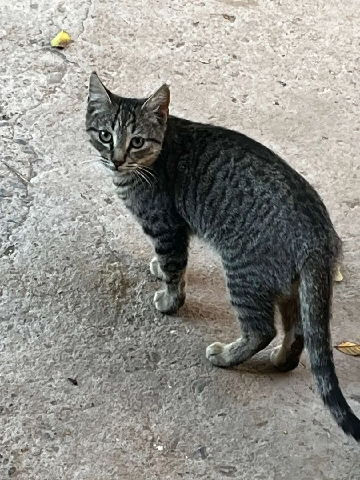 #gatos #cutecat #puxa 