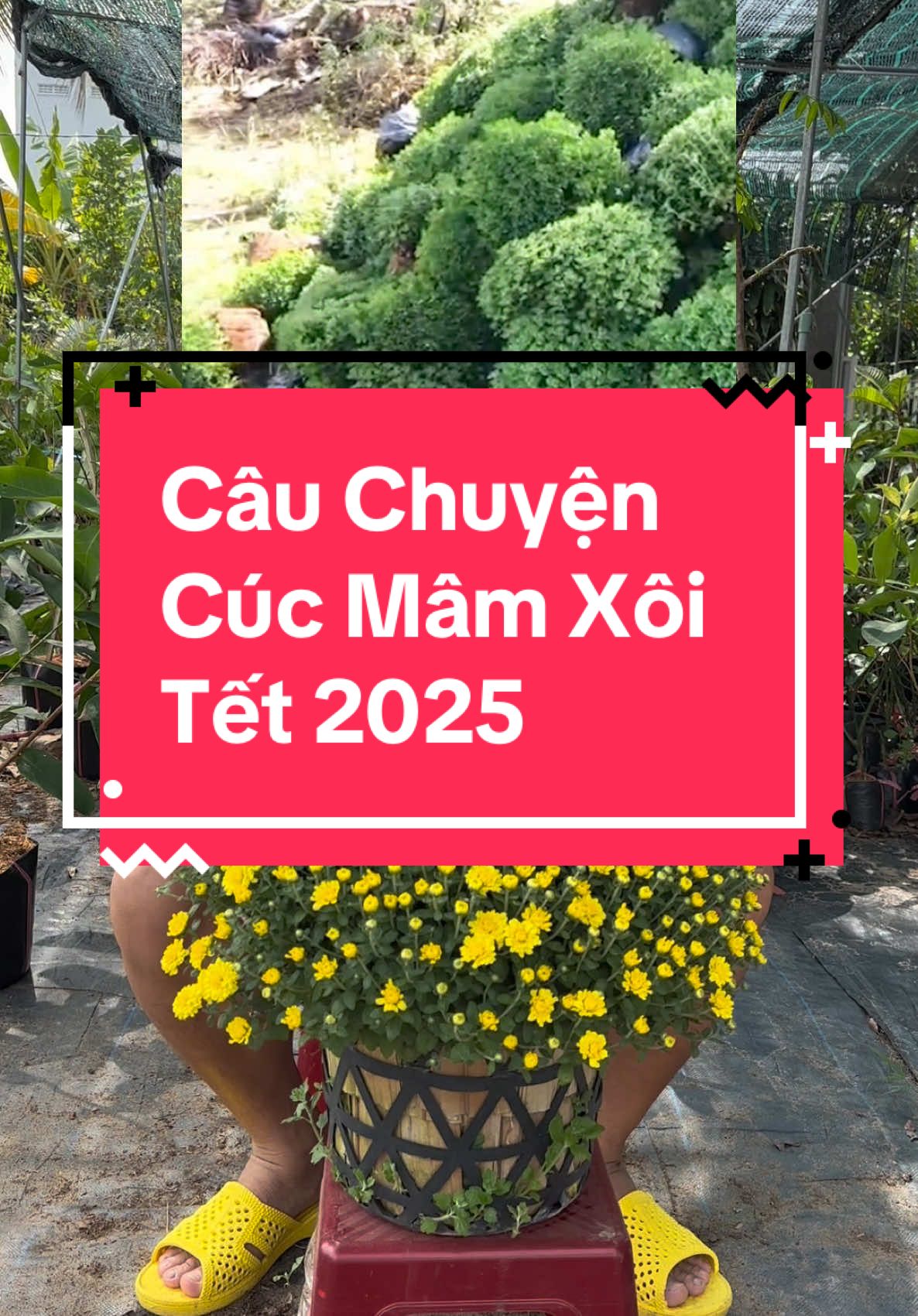 Câu Chuyện CÚC MÂM XÔI 🧧 TẾT 2025 👍 #cucmamxoi #trungtamcaygiongquocgia #caygiongtamphuc #giadinhtamphuc 