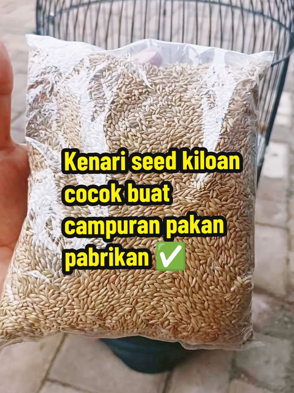 kenari seed kiloan, lebih murah. bisa hemat bro #kenariseed #bijikenari #kenariseedkiloan #pakanburungkenari #pakanburungfinch #kenari #pakankenariharian #pakanburungkenarilomba #kenarimania #kenarimaniaindonesia #wibgajian #gilagilajualan #cuantanpabatas #promoguncang11 #yearandsale #kicaumania #kicaumaniaindonesia 