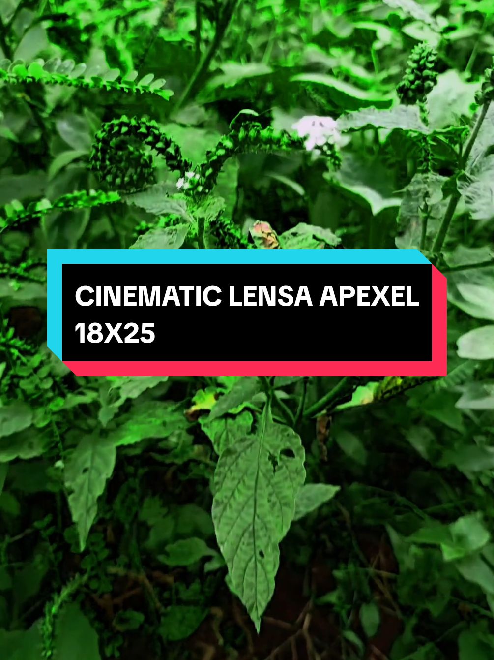 Nah yang tanya CINEMATIC nya ini hasilnya VIDIONYA🥰 #accaount #lensaapexel18x25 #10million #grow #fyp #xyzbca #LEWATBERANDA #bismilahfyp #BISMILAHRAME 