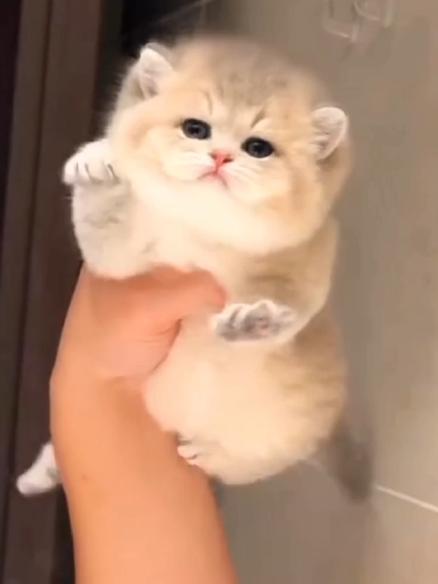 Cute and Funny Kittens 😻#creatorsearchinsights #fyp #foryoupage❤️❤️ #pets #kitty #cute #kittens #viral_video #cutecat #kittycat #minicat #catlover #catsoftiktok #kitten #cuteanimals #funnytiktok #funnycat 