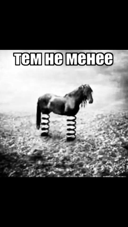 тем не менее #2025tayfa #horse 