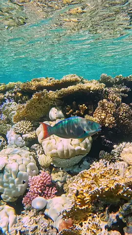 Bicolour Parrot fish 🐟 Red Sea coral reef, Egypt 🇪🇬. Underwaterworld, live wallpaper, seaanimals.  #parrotfish #underwater #underwaterworld #fish #redsea #egypt #nature #scubadiving #aquarium #sharmelsheikh 