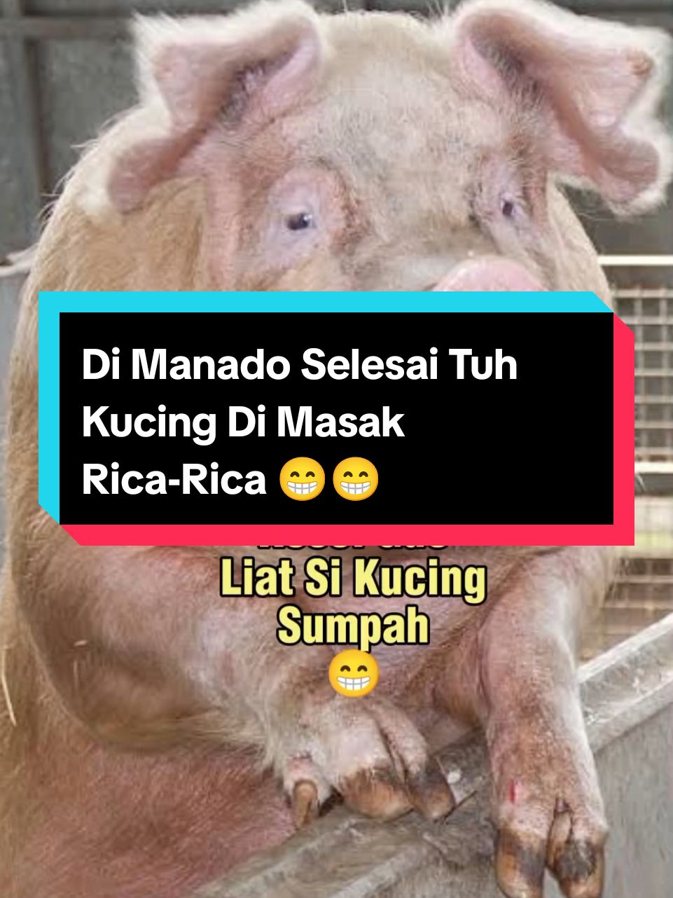 Di Manado Selesai Tuh Kucing Di Masak Rica-Rica 😁 #hiburan #humor #hewanlucu #masukberanda 